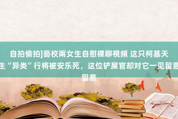 自拍偷拍]藝校兩女生自慰裸聊視頻 这只柯基天生“异类”行将被安乐死，这位铲屎官却对它一见留意