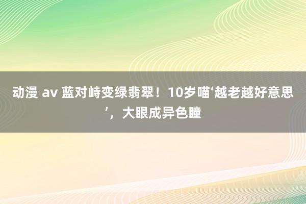 动漫 av 蓝对峙变绿翡翠！10岁喵‘越老越好意思’，大眼成异色瞳